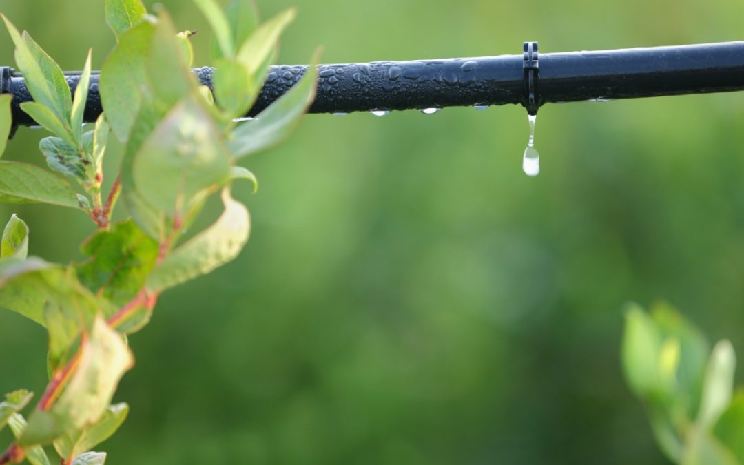 5 Types of Irrigation Systems